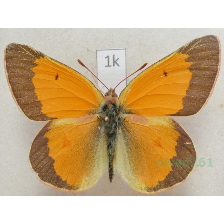 Colias viluiensis Menetries, 1859 male Russia1k